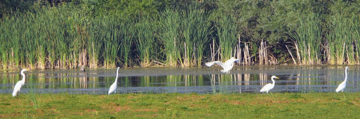 Egrets in the lake